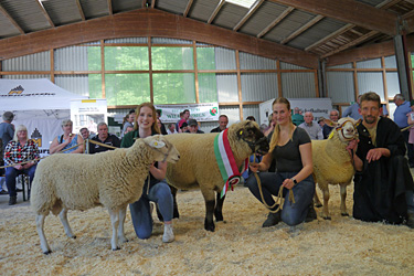 Schafbockauktion 2024, Foto 1