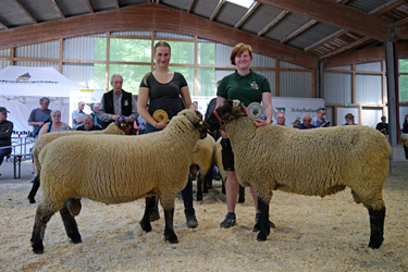 Schafbockauktion 2024, Foto 2