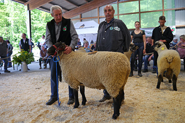 Schafbockauktion 2024, Foto 4