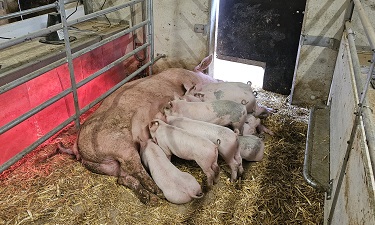 Sau mit Ferkeln im Ökostall