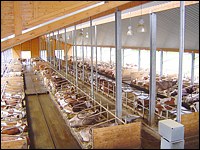 Aufenthaltsort von Kühen