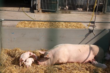 Düsser Bauernmarkt 2022