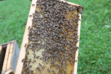 Düsser Bauernmarkt 2024