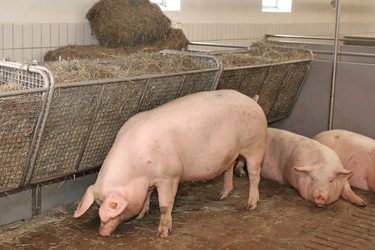 Heuraufe im Wartestall