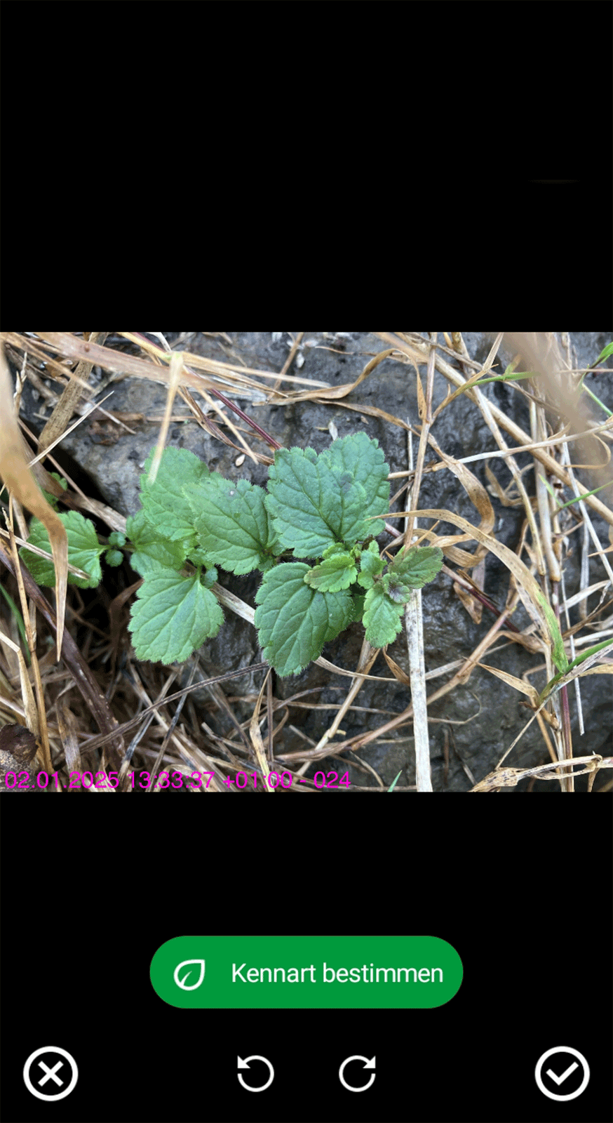 Kennart auf einem Foto bestimmen