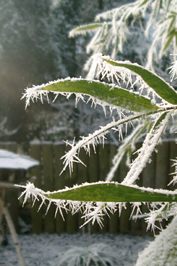 Bambus im Frost