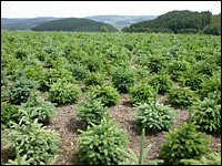 Weihnachtsbaumkultur im Sauerland