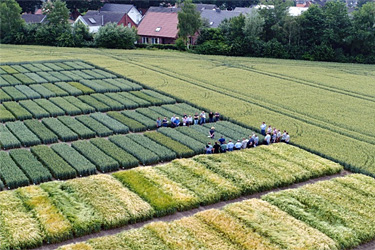 Besichtigung von Feldversuchen