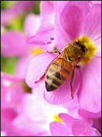 Biene auf rosa Blüte