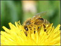Biene auf Löwenzahn