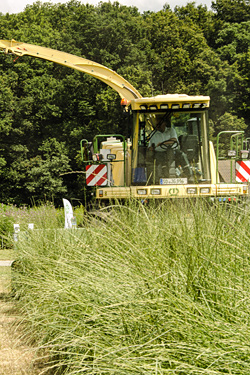 Riesenweizengras-Ernte