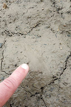 Schluffreicher Boden neigt zum Verschlämmen