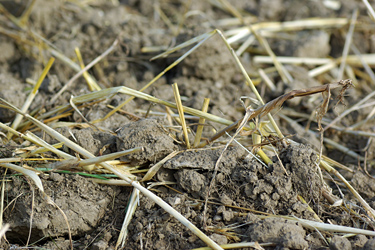 Stoppelumbruch Detail