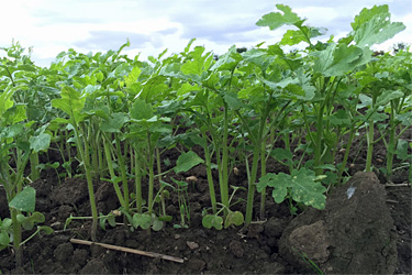 Junger Ackersenf-Bestand