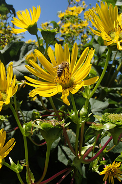 Durchwachsene Silphie