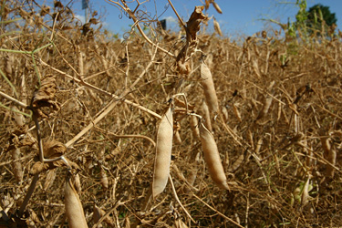 Reife Erbsenschoten