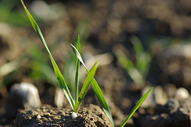 Getreideaufwuchs mit Düngerkorn