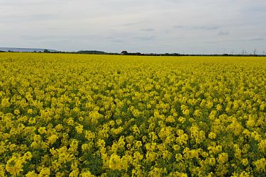 Rapsblüte im April