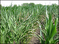 Bodenunterschiede bei Silomais