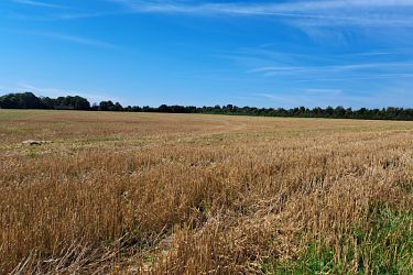 Stoppelfeld unbearbeitet