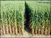 Stoppelweizenversuche