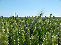 Weizen: Fremdbesatz Triticale