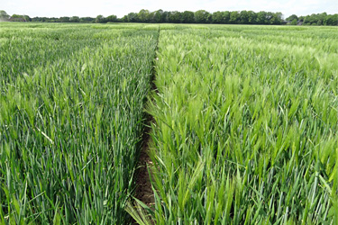 Wintergerste-Versuchsflächen im Mai
