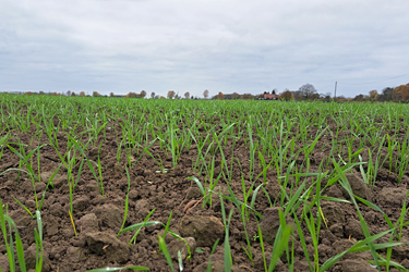Wintergerste im November