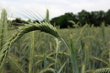 Wintergerste im Regen