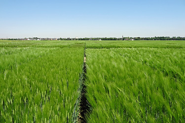 Landessortenversuch Wintergerste im Mai 2018