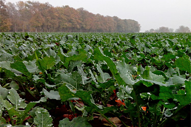 Winterraps im November