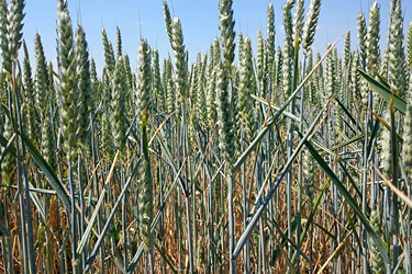 Winterweizen Sorte Rumor