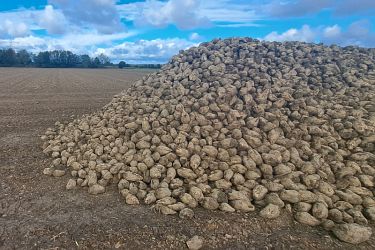 Zuckerrüben am Feld