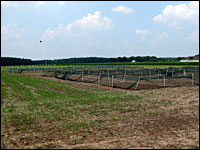 Sonnenblumenaussaat mit Netzen