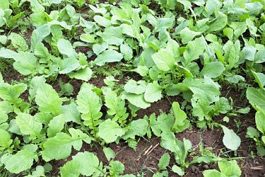 Zwischenfrucht profitiert von feuchter Witterung