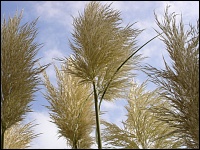Pampasgras (Cortaderia selloana)