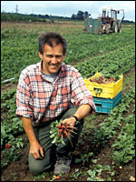 Gärtner bei der Radieschenernte