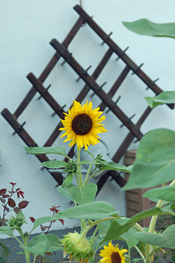 Schöne Gärten zählen dazu