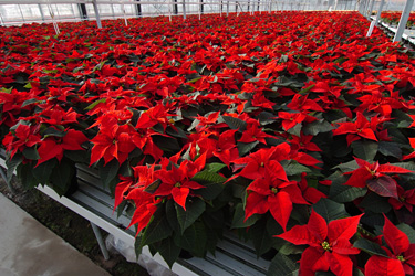 Verkaufsfertige Weihnachtssterne im Gewächshaus