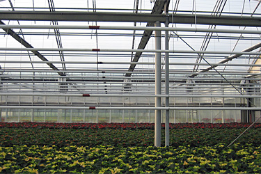 Weihnachtssterne und Heizung