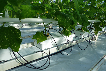 Gurkenpflanzen mit substratlosen Kulturführung