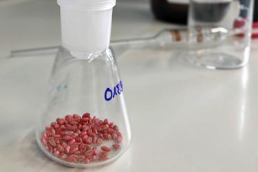 Beizgradbestimmung bei Getreide