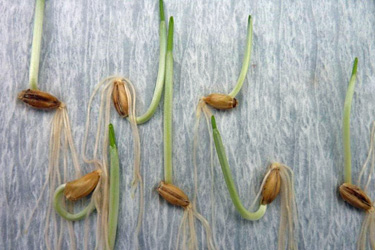 Getreidekeimprobe nach 7 Tagen