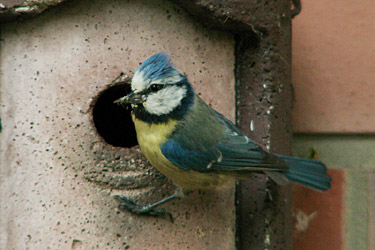Blaumeise vor einem Nistkasten