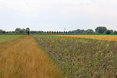 Blühstreifen in Ackermitte