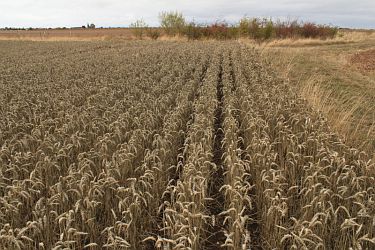 Ernteverzicht Weizen