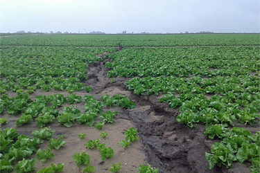 Erosionsrinne im Salatfeld