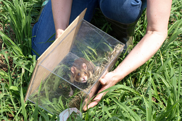 Feldhamster freisetzen