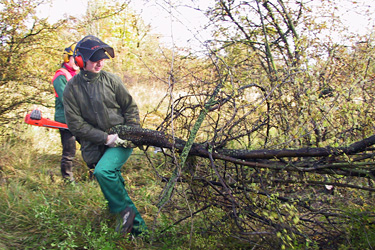 Gehölzpflege zum Naturschutz