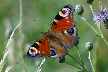 Tagpfauenauge auf einer Distel